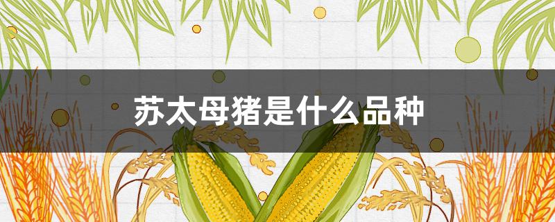 苏太母猪是什么品种 苏太母猪是哪里产的