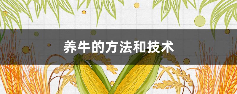 养牛的方法和技术（养牛的方法和技术视频）