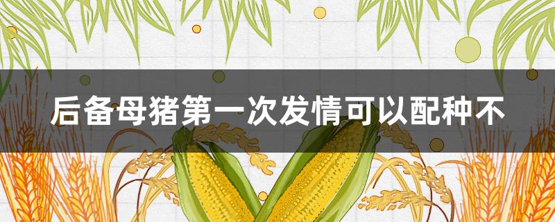 后备母猪第一次发情可以配种不 后备母猪首次发情能不能配种