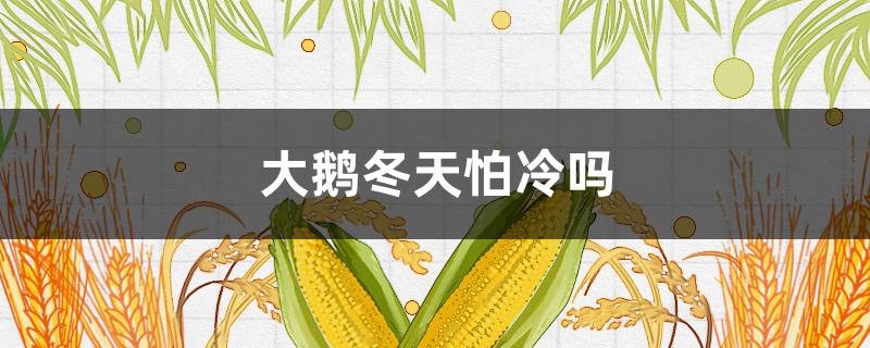 大鹅冬天怕冷吗 冬天鹅怕冷吗?