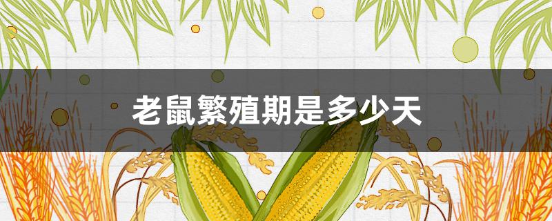 老鼠繁殖期是多少天 老鼠的繁殖期是多久