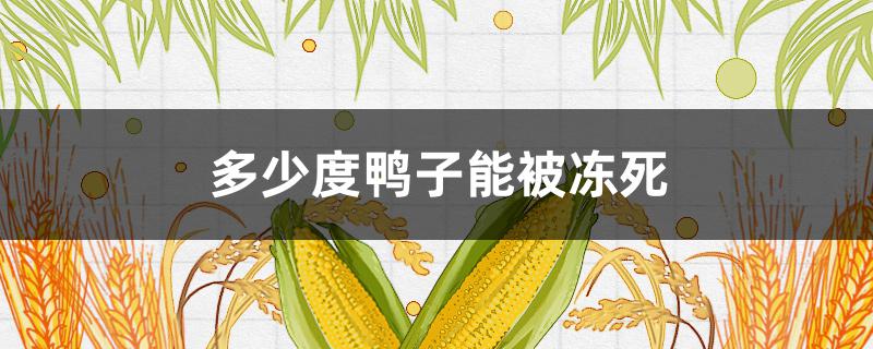 多少度鸭子能被冻死（鸭子多少度会热死）