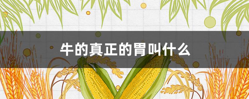 牛的真正的胃叫什么 牛真正的胃是什么?