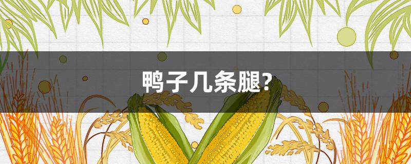 鸭子几条腿?（一只鸭子几条腿）