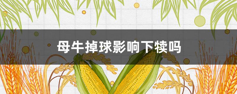 母牛掉球影响下犊吗（母牛掉球影响下犊吗怀孕四个月的母牛掉球怎么办）