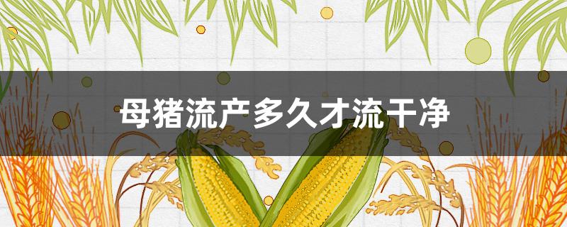 母猪流产多久才流干净（母猪40天流产多久才干净）