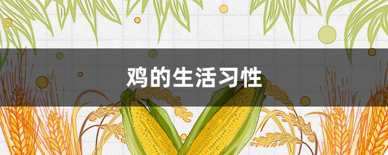 鸡的生活习性 鸡的生活特点