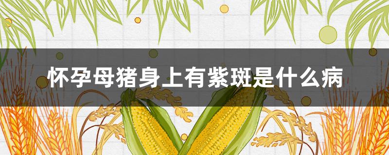 怀孕母猪身上有紫斑是什么病（怀孕母猪身上发紫是什么病）