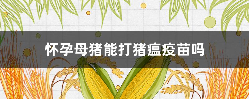 怀孕母猪能打猪瘟疫苗吗 怀孕的母猪能打猪瘟疫苗吗