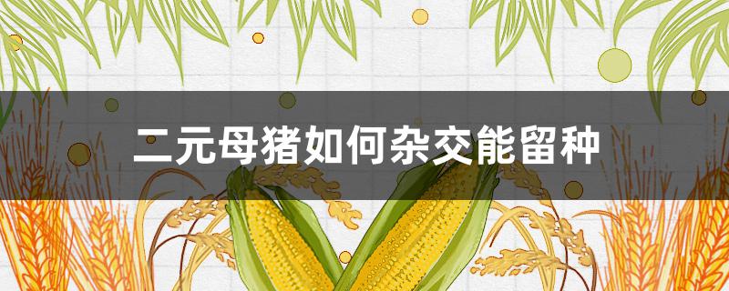 二元母猪如何杂交能留种（二元杂交母猪能做种母猪吗?）