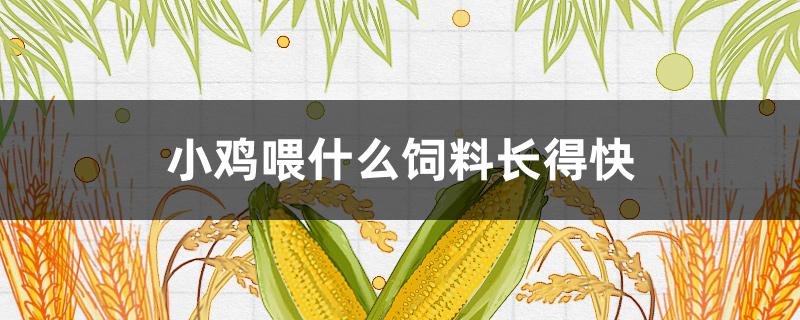 小鸡喂什么饲料长得快 给小鸡喂什么长得快