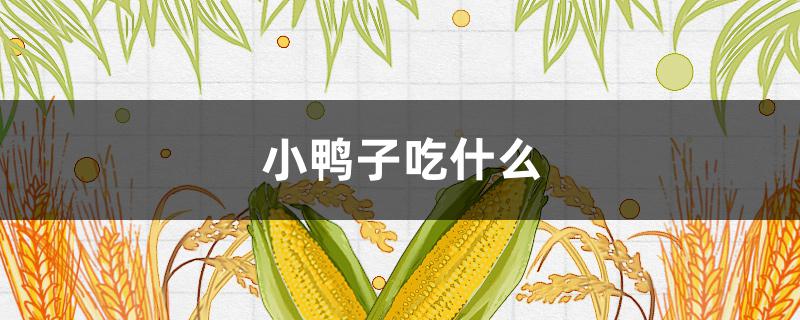 小鸭子吃什么 小鸭子吃什么饲料最好呢