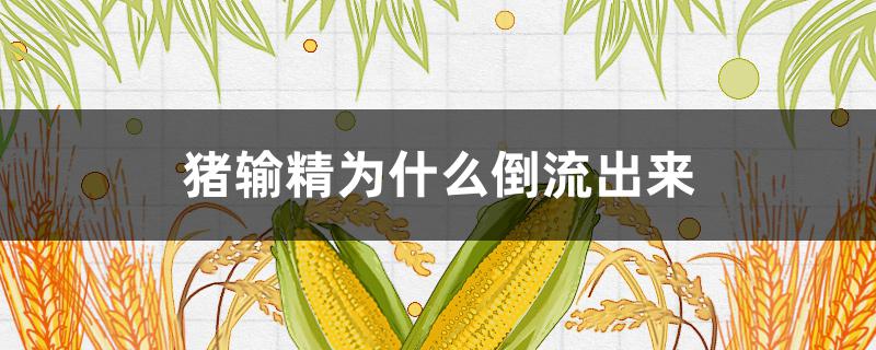 猪输精为什么倒流出来 母猪输精时为什么会倒流出来