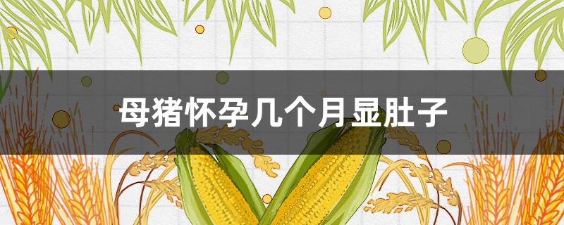 母猪怀孕几个月显肚子 母猪怀孕几个月显怀