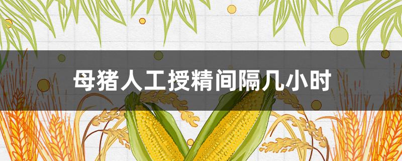 母猪人工授精间隔几小时 母猪人工授精几个小时一次