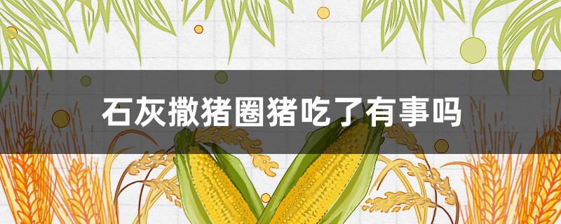 石灰撒猪圈猪吃了有事吗（猪圈撒白灰怕猪吃吗）