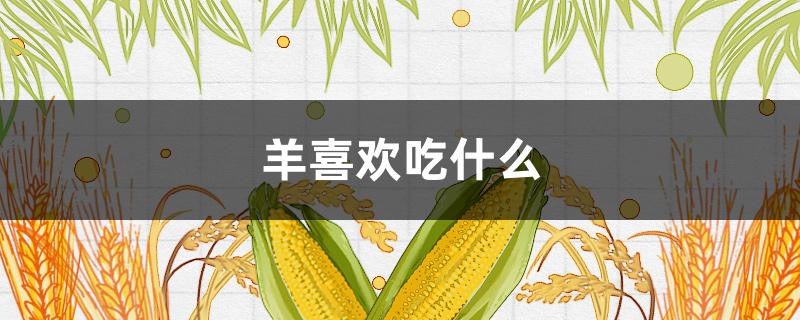 羊喜欢吃什么（羊喜欢吃什么蔬菜）
