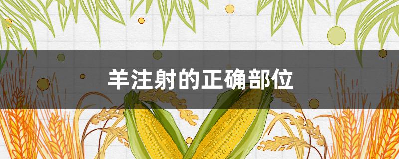 羊注射的正确部位（羊的注射部位示意图）