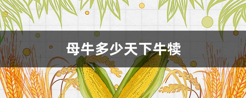母牛多少天下牛犊（母牛一般多少天下犊）