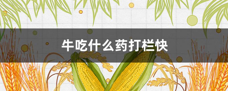 牛吃什么药打栏快（牛吃什么容易打栏）