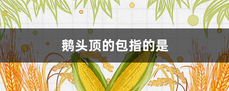 鹅头顶的包指的是（小鹅头顶的包指的是）