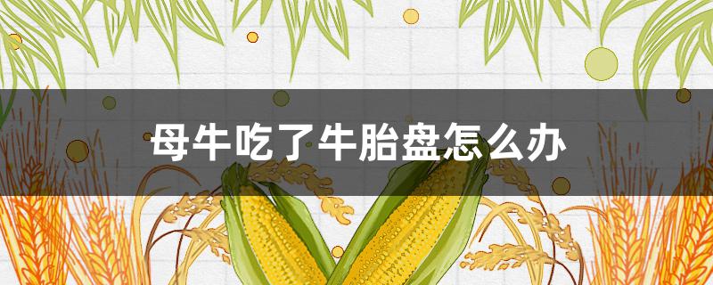 母牛吃了牛胎盘怎么办 母牛吃了牛胎盘怎么治