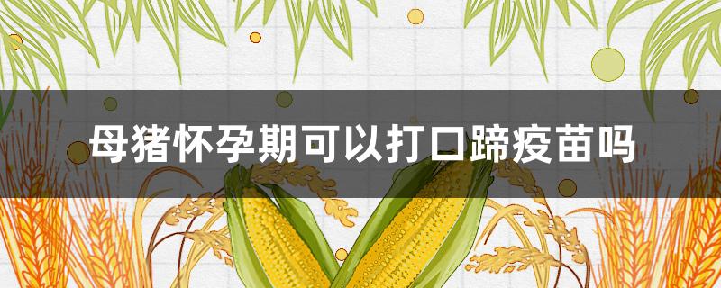 母猪怀孕期可以打口蹄疫苗吗（母猪怀孕期间能打口蹄疫苗吗?）