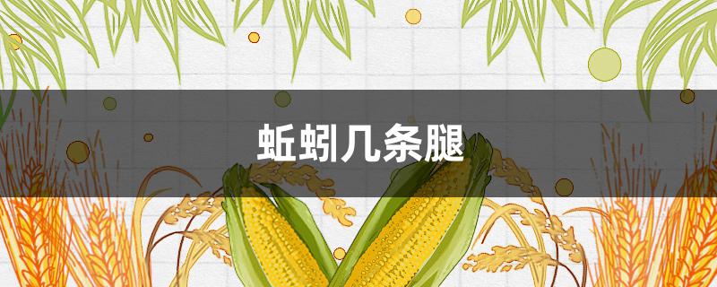 蚯蚓几条腿（什么叫蚯蚓腿）