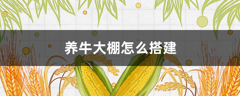 养牛大棚怎么搭建 养牛大棚怎么搭建视频