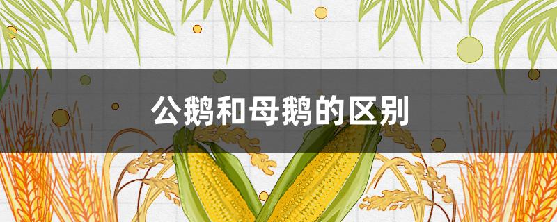 公鹅和母鹅的区别（公鹅和母鹅的区别图 公母）