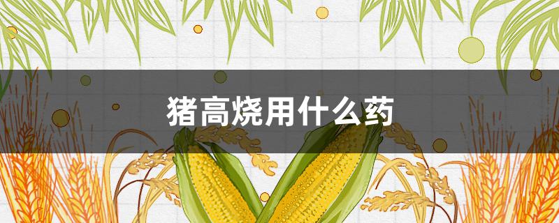 猪高烧用什么药 猪高烧用什么药最好