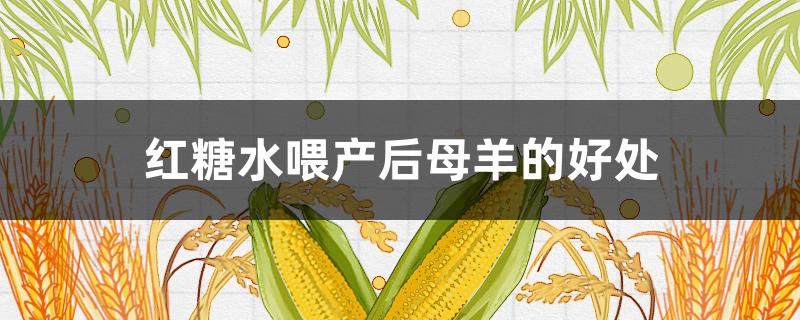 红糖水喂产后母羊的好处 母羊产后能喝红糖吗