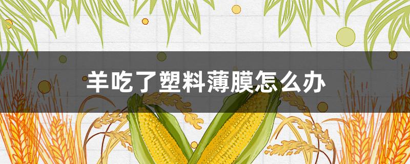 羊吃了塑料薄膜怎么办 羊吃进去塑料薄膜怎么办