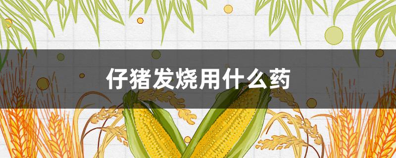 仔猪发烧用什么药（仔猪发烧用什么药退烧）