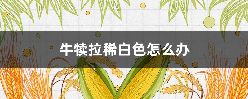 牛犊拉稀白色怎么办 牛犊子拉稀白色