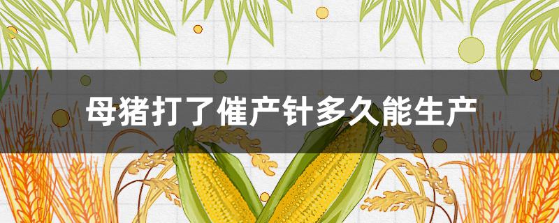 母猪打了催产针多久能生产（母猪打了催产针后要几小时才下小猪）