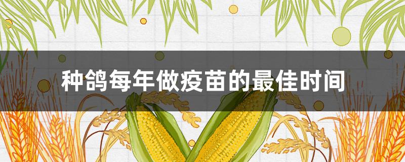 种鸽每年做疫苗的最佳时间（信鸽做疫苗的最佳时间）