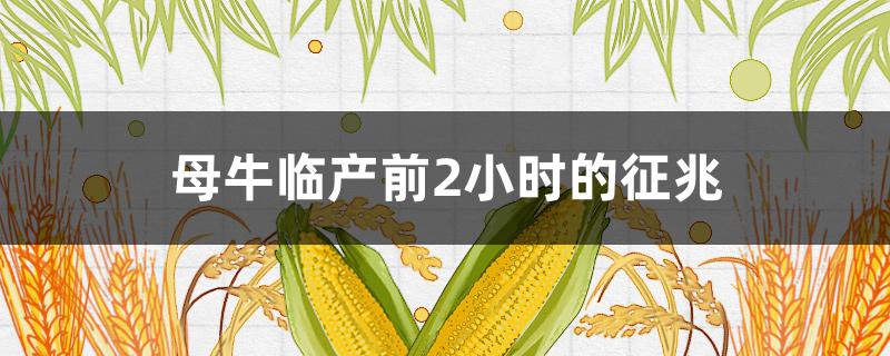 母牛临产前2小时的征兆 母牛临产前2小时的征兆母牛产前不吃怎么办