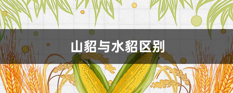 山貂与水貂区别（山貂与水貂的区别）