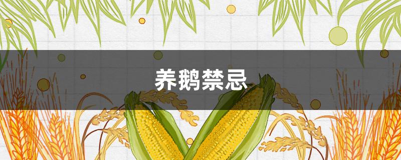 养鹅禁忌（养鹅禁忌视频）