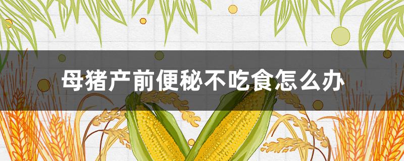 母猪产前便秘不吃食怎么办（母猪产后便秘不吃食有什么办法）