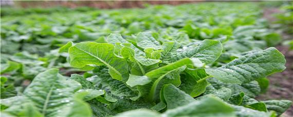 菜苗要不要天天浇水(菜苗需要天天浇水吗)