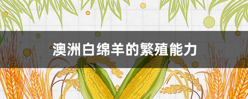 澳洲白绵羊的繁殖能力（纯种澳洲白绵羊有什么特征）