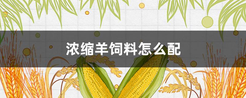 浓缩羊饲料怎么配 羊浓缩饲料配方