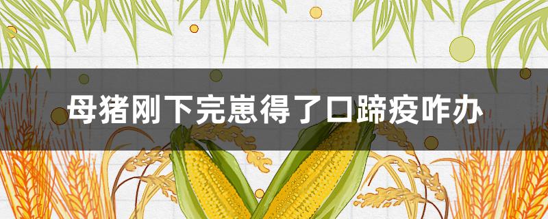 母猪刚下完崽得了口蹄疫咋办 母猪怀孕后期得了口蹄疫怎么办