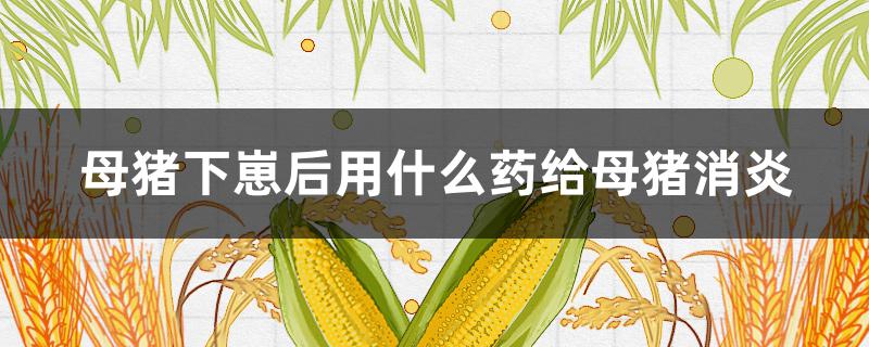 母猪下崽后用什么药给母猪消炎（母猪下完崽用什么药消炎）