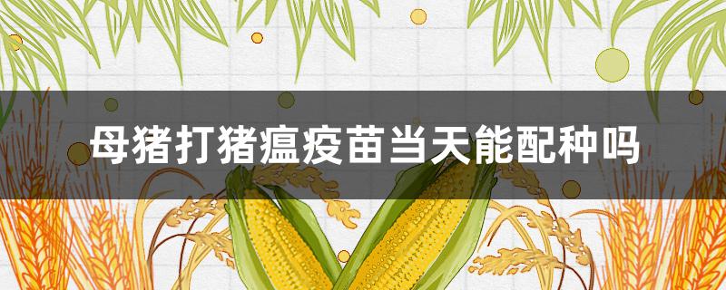 母猪打猪瘟疫苗当天能配种吗（母猪配种期间能打猪瘟疫苗吗）