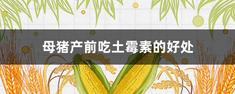 母猪产前吃土霉素的好处(母猪产后能吃土霉素吗)