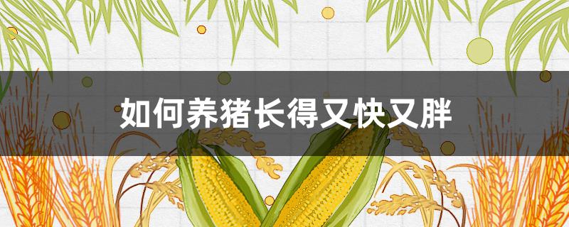 如何养猪长得又快又胖 养猪怎么长的快