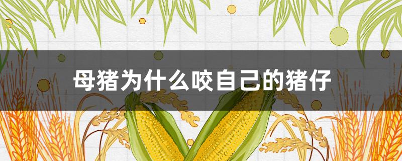 母猪为什么咬自己的猪仔 母猪生小猪为什么会咬自己的仔